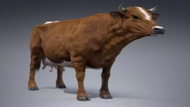 Red Milch Cow 3D Model