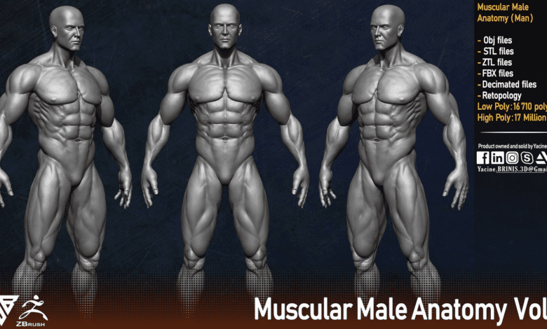 Muscular Male Anatomy (Human Base mesh)